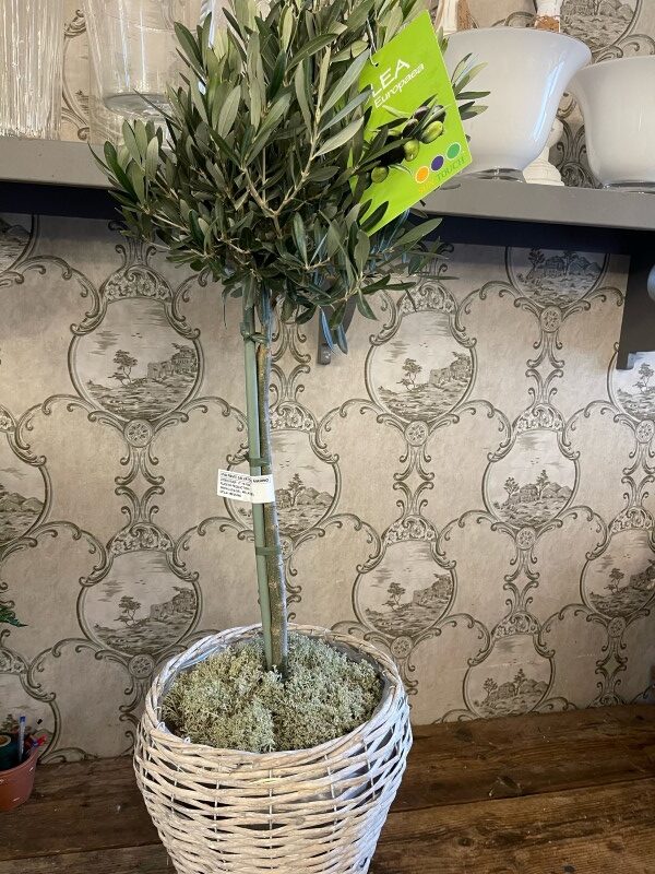 Olive Tree in Wicker Basket - Bloxhams Florists